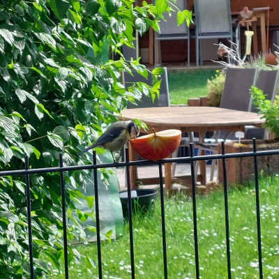 Vogelbeobachtung Vogelbeobachtung